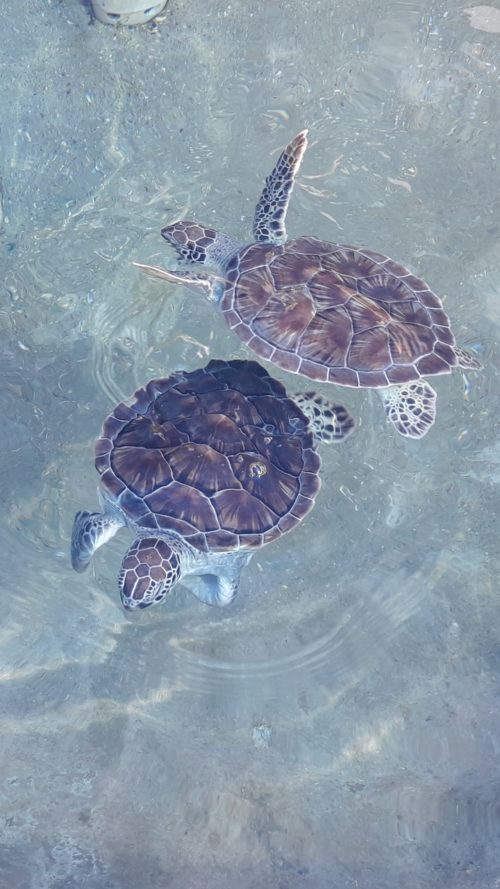 Turtles pictures at cayman
